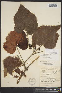 Vitis vulpina image