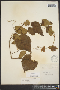 Vitis vulpina image