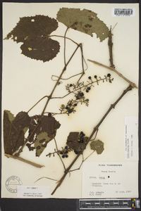 Vitis vulpina image