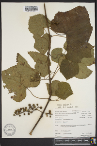 Vitis vulpina image