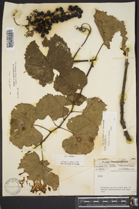 Vitis vulpina image