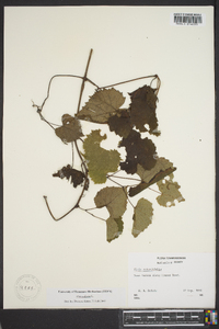 Vitis vulpina image