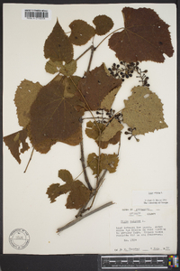 Vitis vulpina image