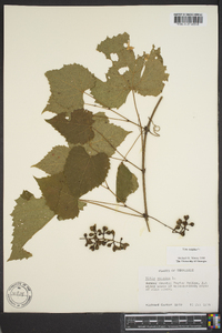 Vitis vulpina image