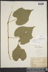 Vitis vulpina image