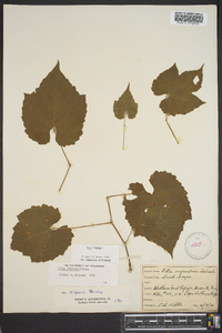 Vitis vulpina image