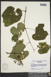 Vitis vulpina image