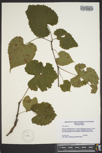 Vitis vulpina image