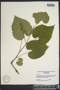 Vitis vulpina image