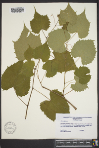 Vitis vulpina image