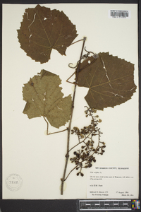 Vitis vulpina image