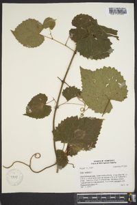 Vitis vulpina image