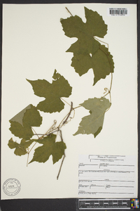 Vitis vulpina image