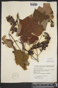 Vitis aestivalis var. bicolor image