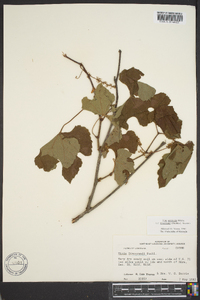 Vitis aestivalis var. lincecumii image