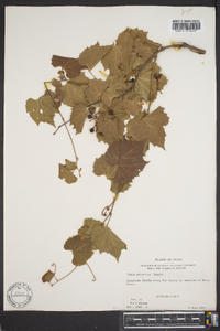 Vitis arizonica image