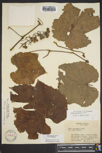 Vitis aestivalis var. aestivalis image