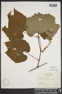 Vitis aestivalis var. aestivalis image