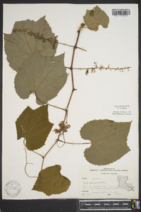 Vitis aestivalis var. aestivalis image