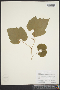 Vitis aestivalis var. aestivalis image