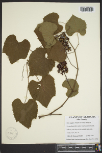 Vitis cinerea image