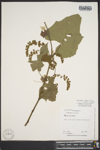 Vitis cinerea var. baileyana image