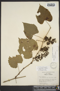 Vitis cinerea var. baileyana image