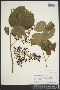 Vitis cinerea image