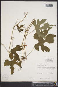 Vitis cinerea image