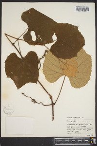 Vitis labrusca image