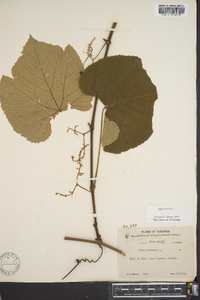 Vitis labrusca image