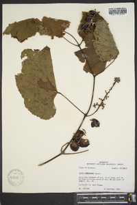 Vitis lincecumii image