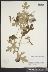 Vitis mustangensis image