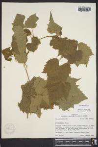 Vitis palmata image