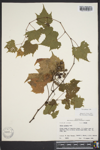 Vitis palmata image