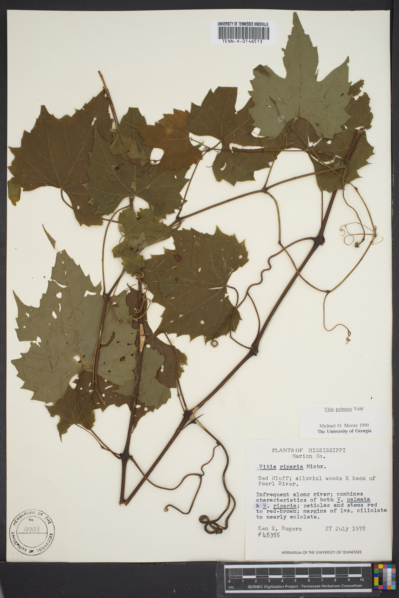 Vitis palmata image