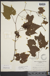 Vitis palmata image