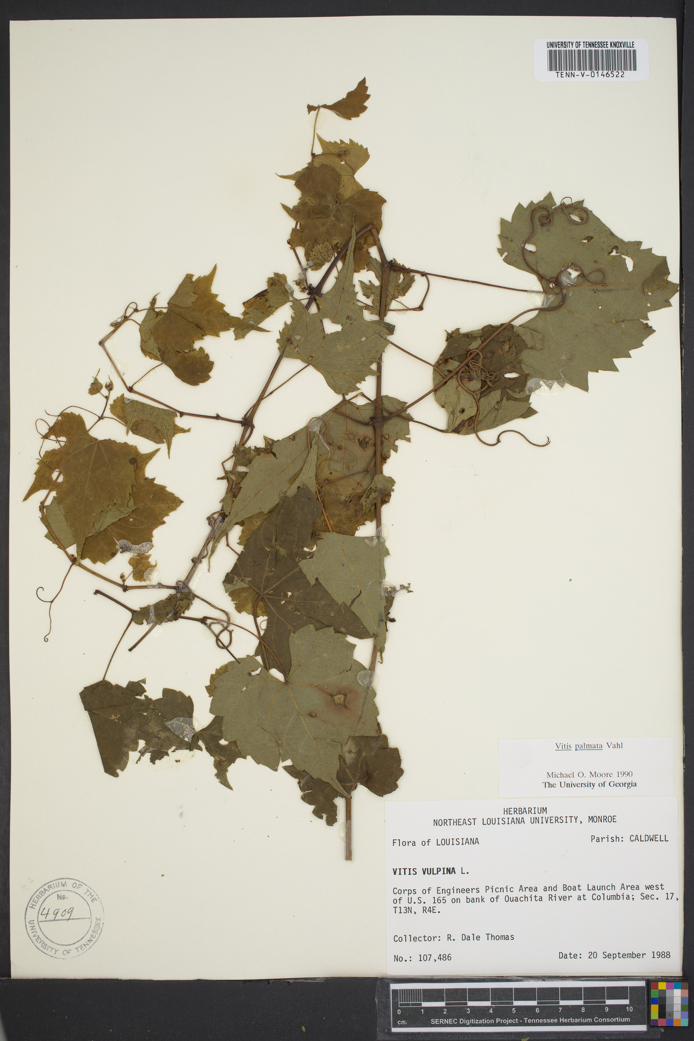 Vitis palmata image