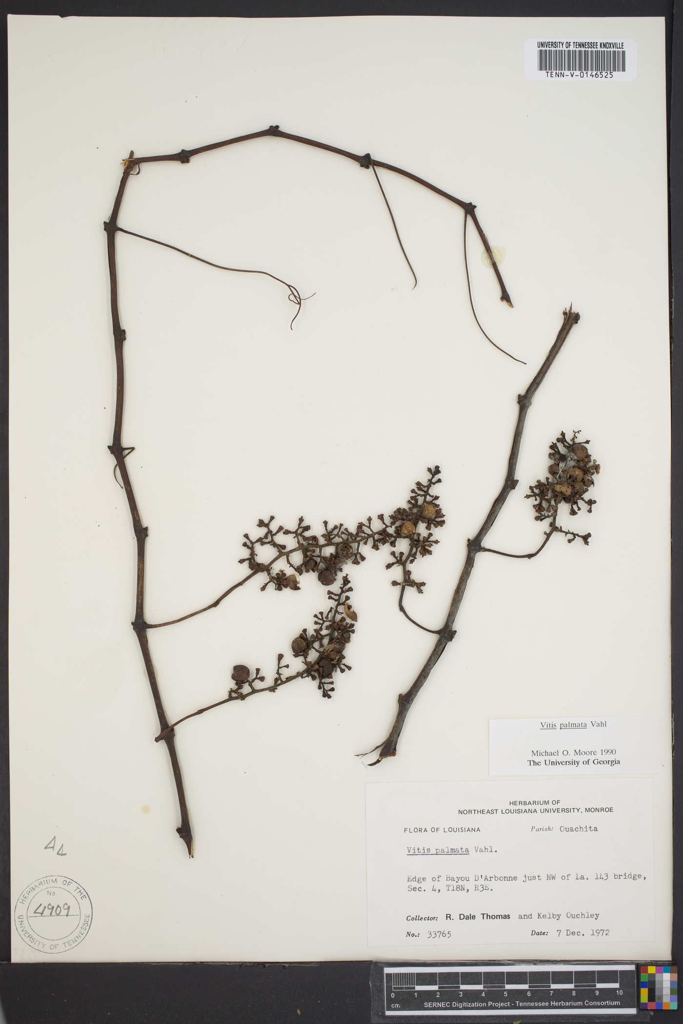 Vitis palmata image