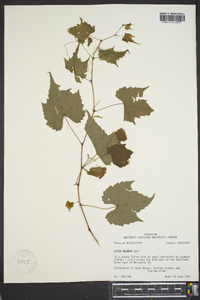 Vitis palmata image