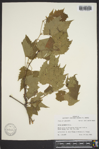 Vitis riparia image