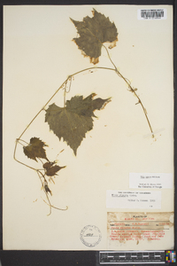 Vitis riparia image