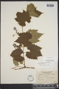 Vitis riparia image