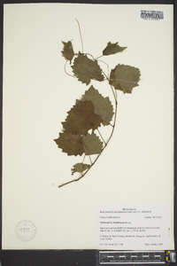 Vitis rotundifolia image