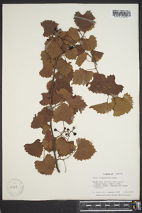 Vitis rotundifolia image