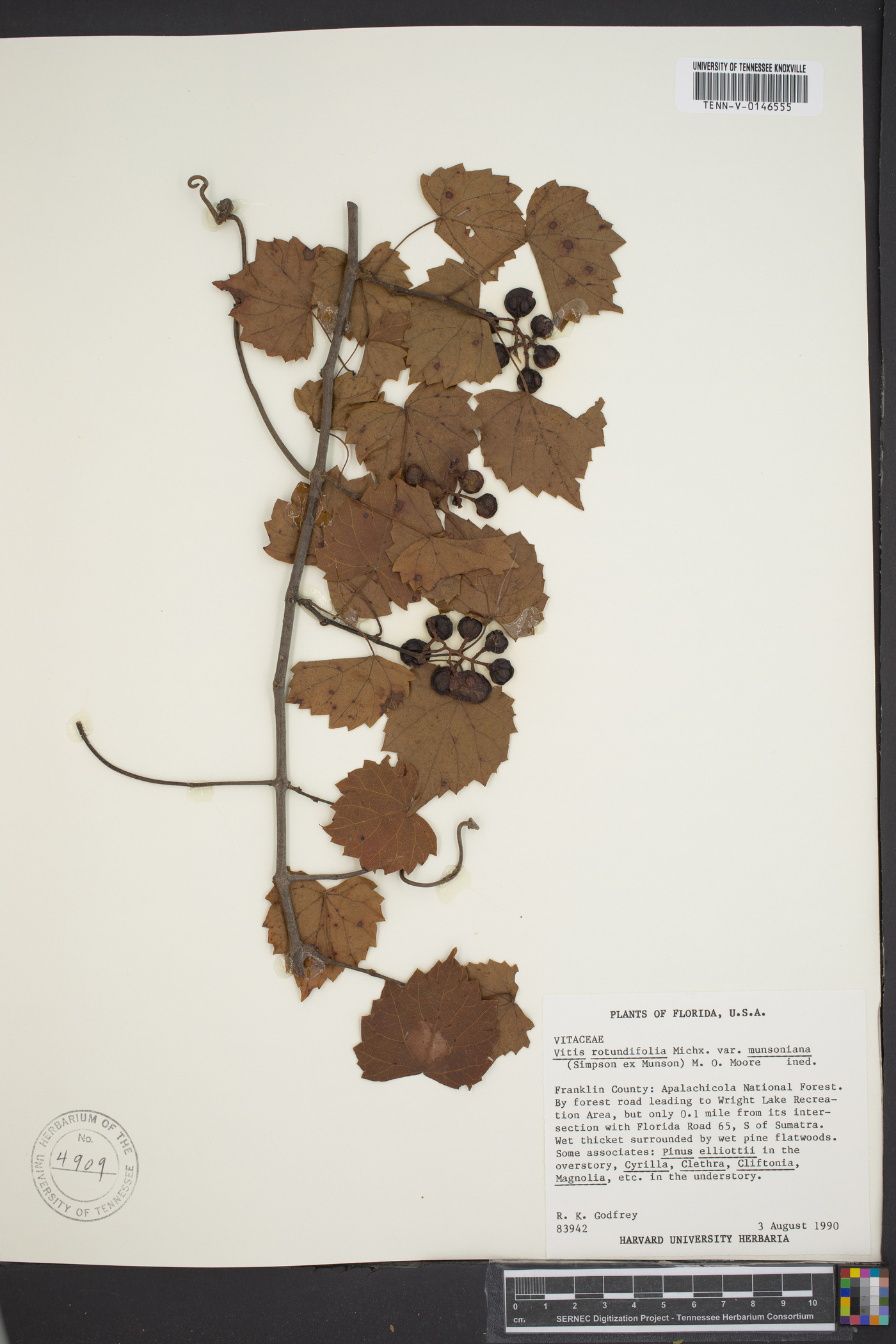 Vitis rotundifolia image