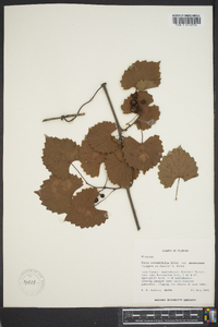 Vitis rotundifolia image