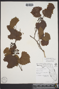 Vitis rotundifolia image