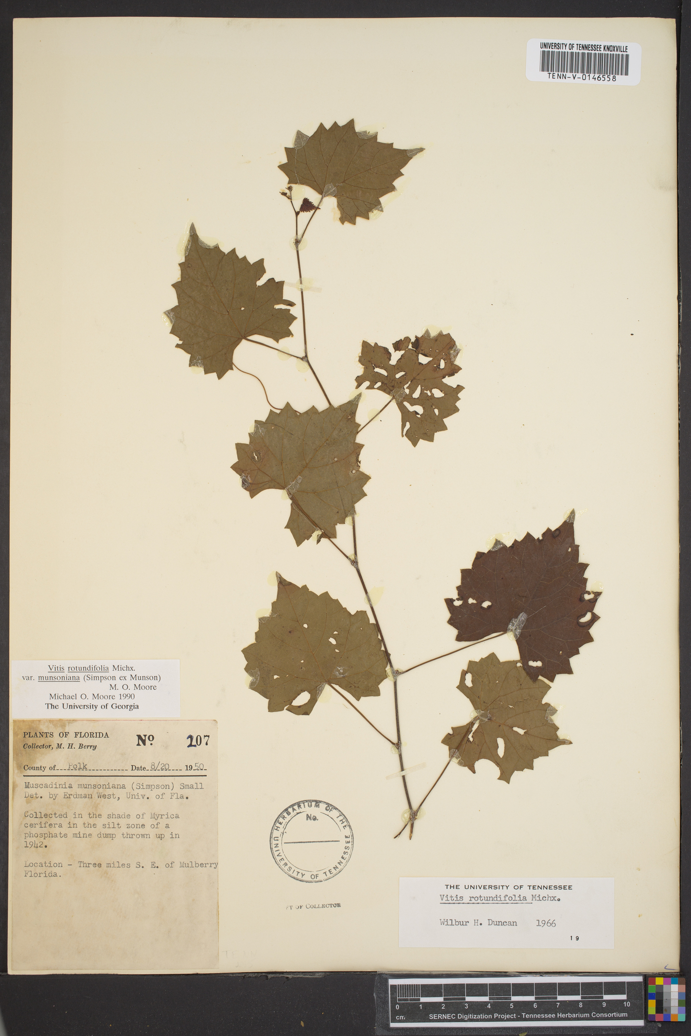 Vitis rotundifolia image