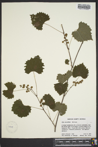 Vitis rotundifolia image